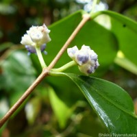 Memecylon capitellatum L.